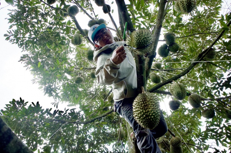 Anh Bùi Tấn Thông (25 tuổi, xã Ea Yông, huyện Krông Pắc) cho rằng, nghề “gõ” sầu riêng tiền công cao nhưng bị kiến cắn, sâu ngứa. Nếu không cẩn thận, người thợ "gõ" có thể bị trừ tiền vì làm gãy cành, rụng trái.