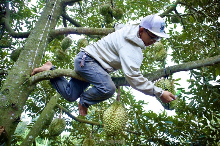 Người thợ "gõ" trái sầu riêng
