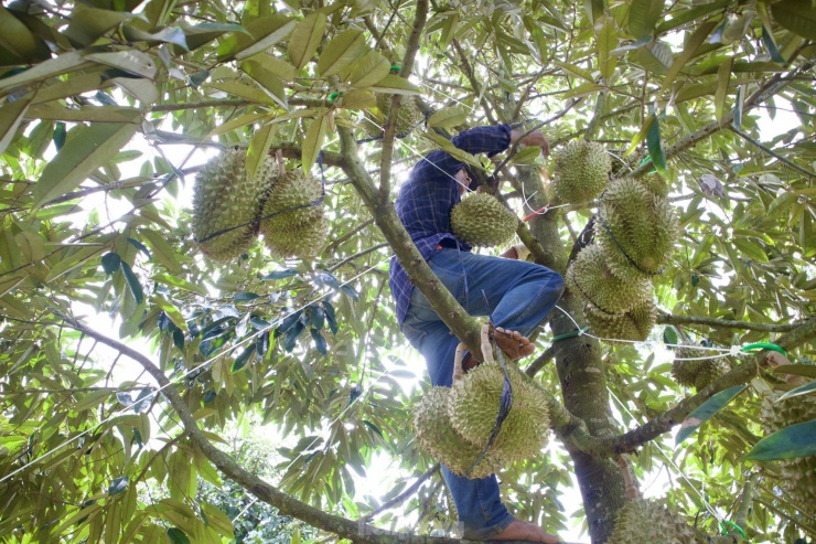 “Tuy nhiên, người theo nghề luôn phải cẩn thận, tập trung, đặc biệt phải biết lựa thế để trèo lên cây, chọn cành chắc chắn để bám nhằm hạn chế tai nạn xảy ra. Những vườn cây trên 20 năm, cây cao từ 7-12m trái ở xa, cành có nhiều rêu bám, dễ gãy nên chúng tôi luôn cẩn thận để tránh gặp phải tai nạn nghề nghiệp", ông Nam chia sẻ thêm.