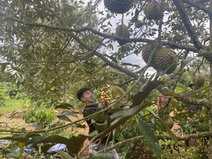 Nín thở đỡ những trái sầu riêng nặng từ 3-6kg rơi từ trên cao xuống.