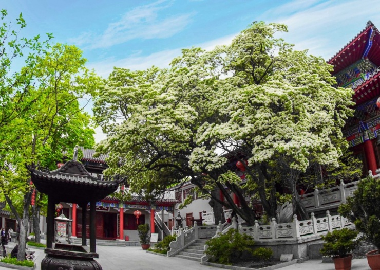 Ngắm cây cổ thụ đẹp nhất Trung Quốc, gần 900 tuổi vẫn nở hoa trắng muốt, hút khách du lịch - 2