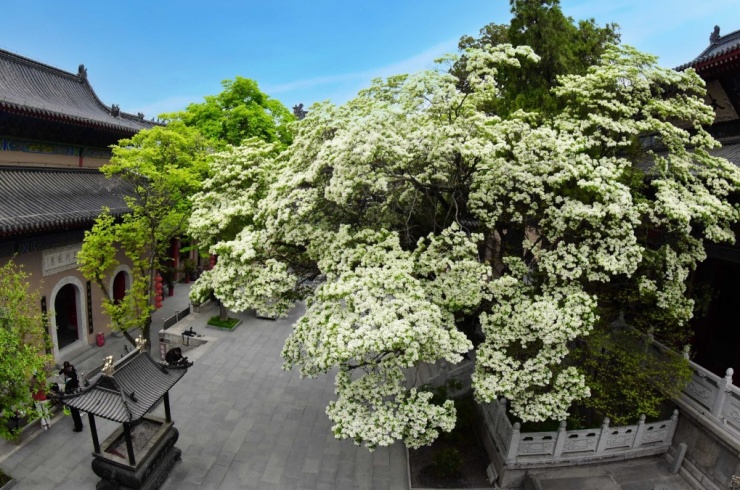 Ngắm cây cổ thụ đẹp nhất Trung Quốc, gần 900 tuổi vẫn nở hoa trắng muốt, hút khách du lịch - 3