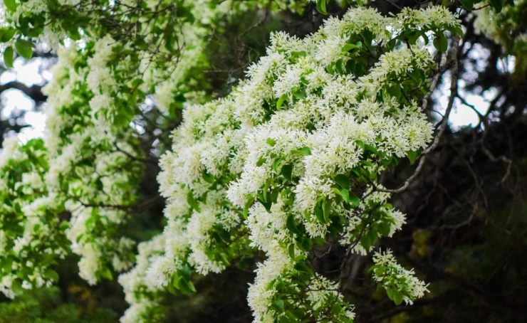 Ngắm cây cổ thụ đẹp nhất Trung Quốc, gần 900 tuổi vẫn nở hoa trắng muốt, hút khách du lịch - 4