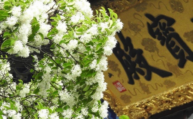 Ngắm cây cổ thụ đẹp nhất Trung Quốc, gần 900 tuổi vẫn nở hoa trắng muốt, hút khách du lịch - 5