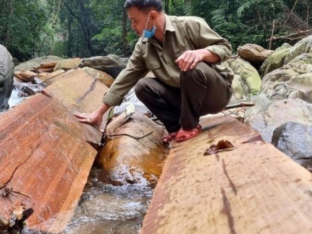 Rừng bị phá nặng nề, xem xét kỷ luật Giám đốc BQL Khu bảo tồn ở Quảng Trị