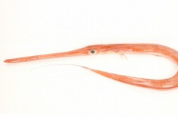 Loài cá kỳ dị ở Việt Nam, có thể dài vài mét, cực hiếm và đắt đỏ