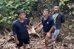 Pháp luật - 3 người đàn ông trộm trâu rồi xẻ thịt chia nhau