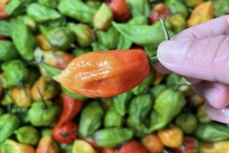 Thị trường - Tiêu dùng - Loại ớt giá 450.000 đồng/kg, cứ vào mùa là “hot”, dân buôn liên tục hết hàng