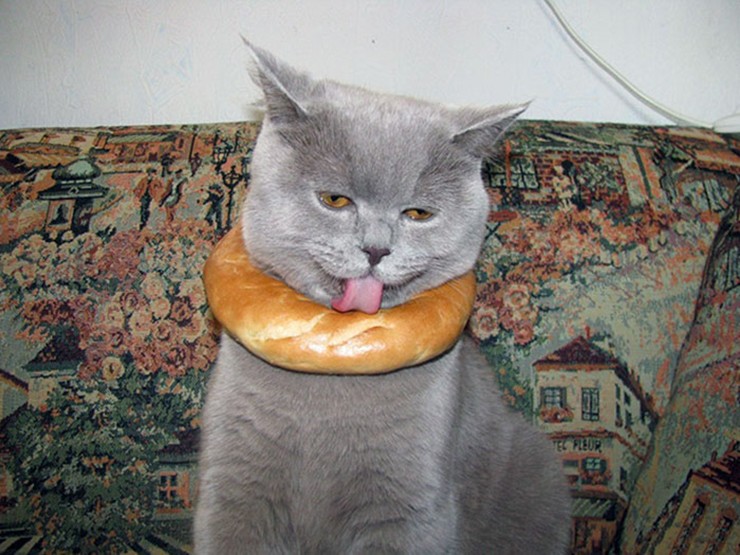 Chú mèo đang mắc kẹt trong chiếc bánh mì thơm ngon.
