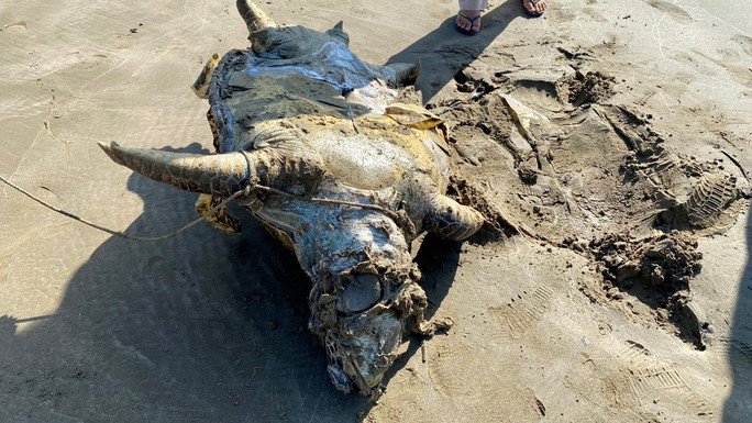 Hình ảnh rùa biển 85kg nghi bị giết để lấy trứng khiến nhiều người bức xúc - 1
