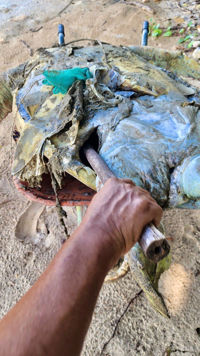 Hình ảnh rùa biển 85kg nghi bị giết để lấy trứng khiến nhiều người bức xúc - 2