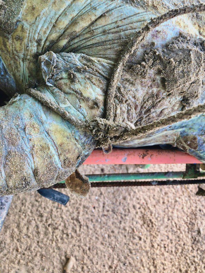Hình ảnh rùa biển 85kg nghi bị giết để lấy trứng khiến nhiều người bức xúc - 5
