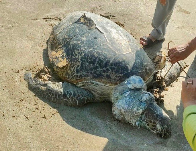 Hình ảnh rùa biển 85kg nghi bị giết để lấy trứng khiến nhiều người bức xúc - 4