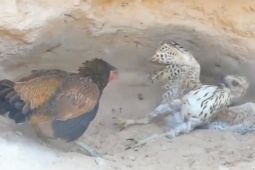 Media - Những cuộc đại chiến giữa đại bàng và gà có "võ"