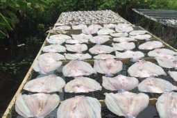 Thị trường - Tiêu dùng - Loại cá có tên giống một loại quả, rất ngon và hiếm, nhà giàu "săn lùng"