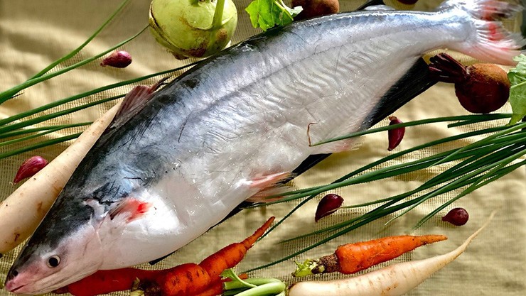 Ở Cà Mau có một loại cá đặc sản rất ngon và quý hiếm, tên giống một loại quả khiến nhiều người tò mò, đó là con cá dứa.

