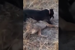 Media - Chó Pitbull cắn xé kinh hoàng sói đồng cỏ