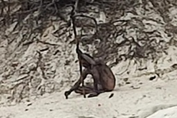 Phi thường - kỳ quặc - Chụp ảnh được "người sói" bí ẩn ở khu rừng của Đức?