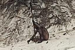 Phi thường - kỳ quặc - Chụp ảnh được "người sói" bí ẩn ở khu rừng của Đức?