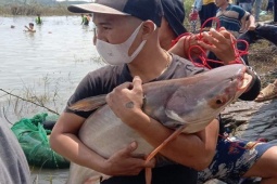 Tin tức trong ngày - Tin tức 24h qua: Đổ xô đi bắt cá “khủng” dưới chân đập thủy điện