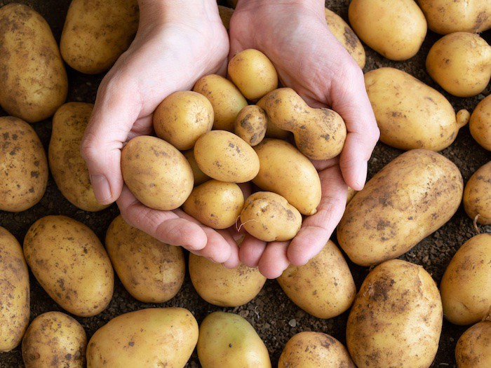 Đừng dại bảo quản khoai tây trong túi nilon hay tủ lạnh, đây mới là cách làm đúng - 1