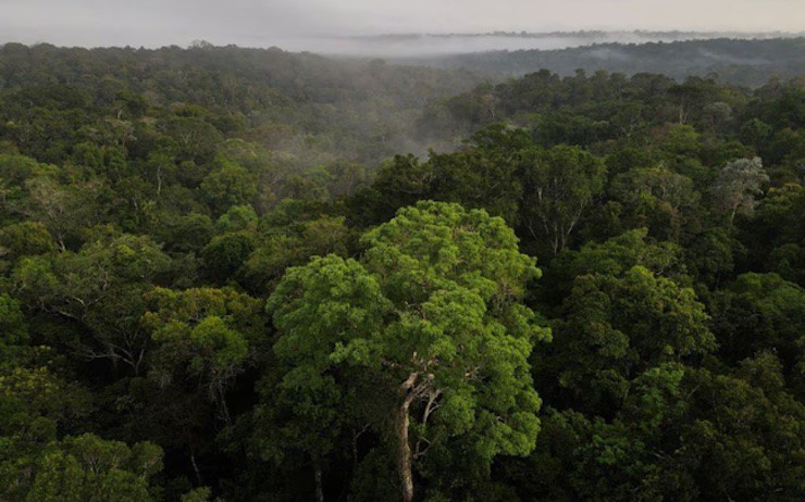 Rừng nhiệt đới Amazon ở Manaus, bang Amazonas, Brazil. (Ảnh: Reuters)