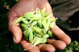 Thị trường - Tiêu dùng - 2 thứ ngoe nguẩy được ví như "lộc trời" ở Việt Nam, dân bắt về bán hốt bạc