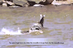 Phi thường - kỳ quặc - Video: Bị cá sấu tấn công, ngựa vằn tung đòn cắn trả rồi trốn thoát ngoạn mục