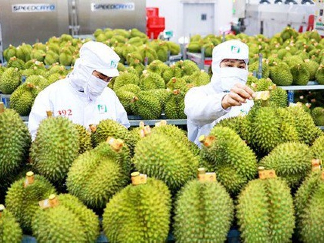 Thị trường - Tiêu dùng - Xuất khẩu rau quả đạt kỷ lục, sầu riêng xứng danh ''vua trái cây''