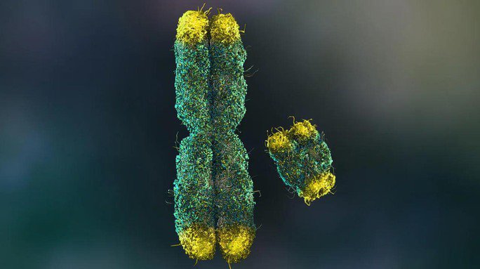 Con người có một cặp nhiễm sắc thể giới tính trong mỗi tế bào - Ảnh minh họa từ CNN