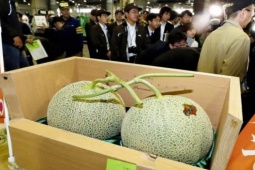 Thị trường - Tiêu dùng - Loại quả trồng bằng thứ đất đặc biệt, cực hiếm, giá hơn nửa tỷ/kg