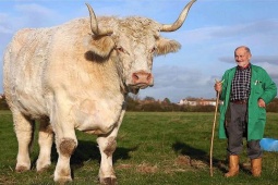 Tranh vui - Ồ! Đây là loạt ảnh khó tin về động vật khổng lồ