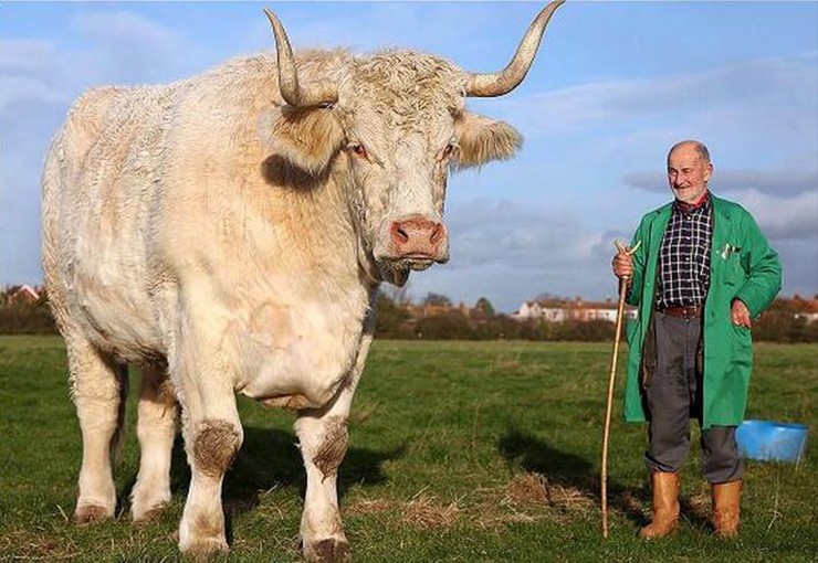 Một con bò đực khổng lồ ở Anh đứng bên người chủ sỡ hữu.

