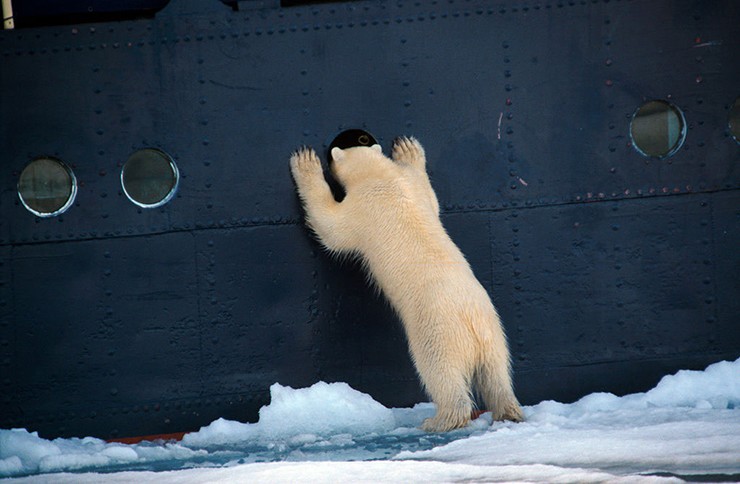 Chú gấu Bắc cực đáng yêu này có đang trốn khỏi máy ảnh không? 
