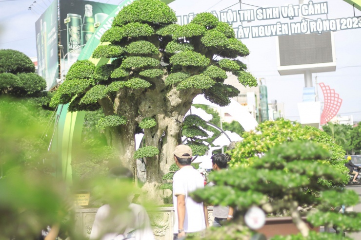 Anh Nguyễn Duy Toàn (SN 1981, một nhà vườn ở huyện Tuy Phước, Bình Định) – chủ sở hữu cây duối , cho hay: Cách đây 4 năm, anh mua cây duối từ một nhà vườn khác cũng ở Bình Định. Sau khi mua về, anh tiếp tục chăm sóc, tạo dáng thêm cho cây.