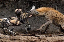 Trận chiến ác liệt giữa đàn chó hoang và linh cẩu
