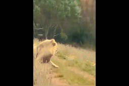 Video: Người đàn ông cầm gậy đuổi sư tử và cái kết