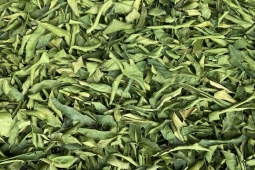 Thị trường - Tiêu dùng - Loại lá cây quen thuộc rẻ bèo ở Việt Nam, sang nước ngoài giá hơn 8 triệu/kg vẫn đắt hàng