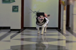 Clip hài hước - "Con Sen" đam mê thời trang và chó Ngáo thích trình diễn