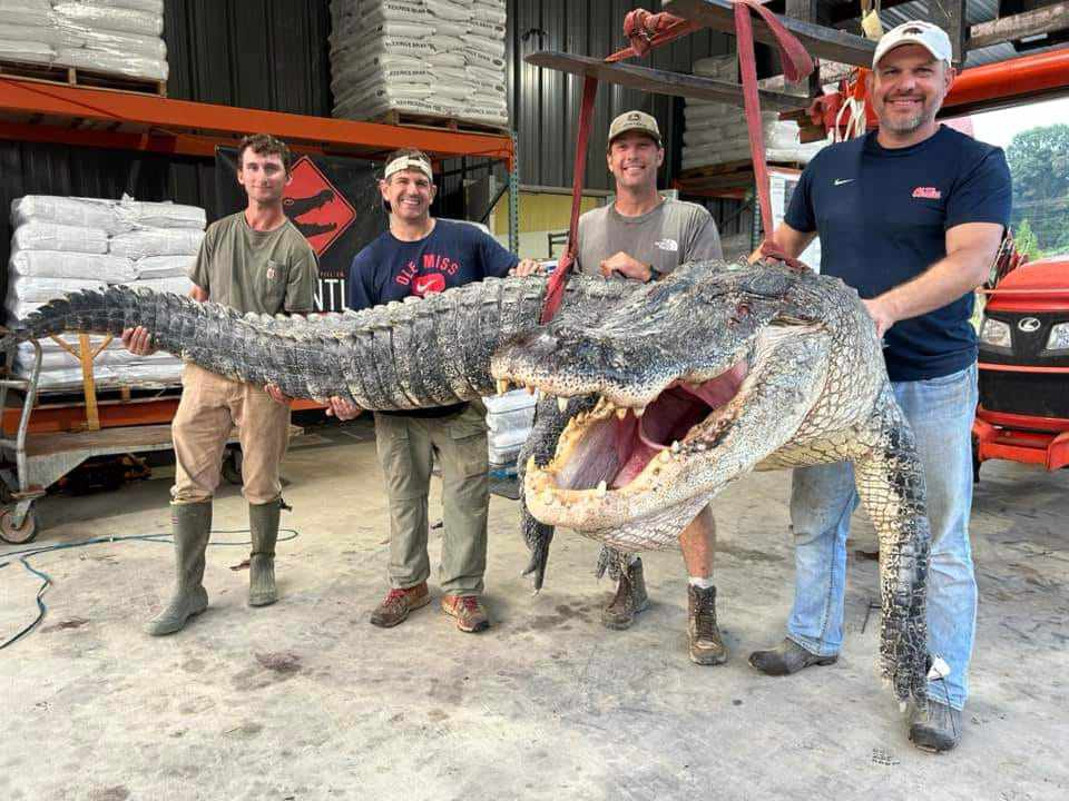 4 thợ săn chụp cùng con cá sấu dài nhất từng bắt được ở bang Mississippi. Ảnh: Miami Herald