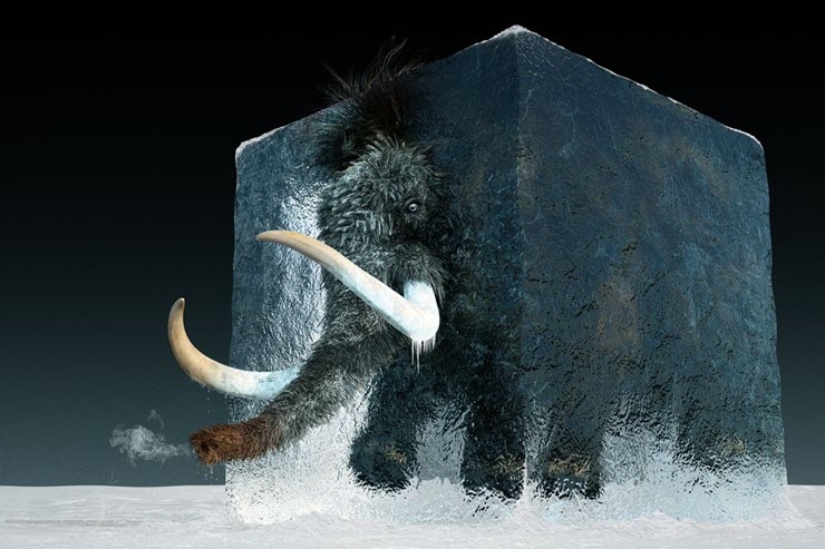 Các nhà khoa học đang nỗ lực tái sinh loài voi ma mút lông cừu đã tuyệt chủng.