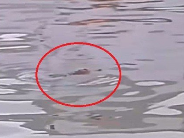 Tin tức trong ngày - Cá sấu xuất hiện trên kênh Phụng Hiệp