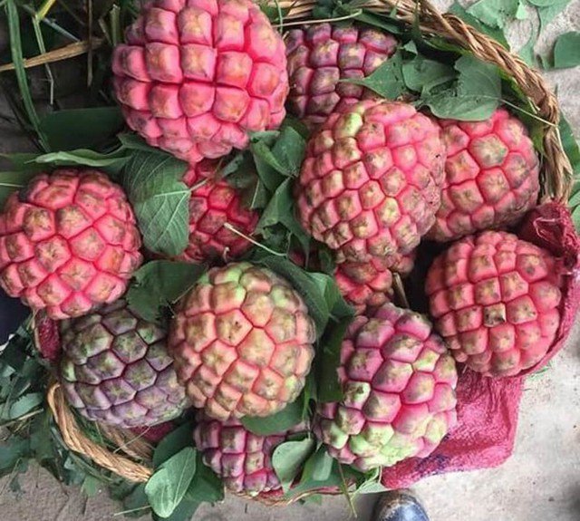 Na ruột đỏ có giá cao gấp 2-3 lần so với na thường. Ảnh TG
