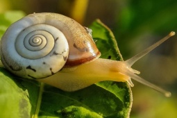 Đàn ông - Phái mạnh có thể thử dưỡng da bằng... ốc sên sẽ trẻ đẹp bất ngờ