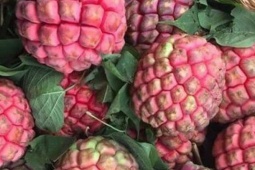 Thị trường - Tiêu dùng - Cũng là quả na nhưng loại na đặc biệt này nhiều người săn lùng vì được ví như “thần dược phòng the”