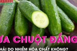 Ẩm thực - Dưa chuột có vị đắng có phải do nhiễm hóa chất không?