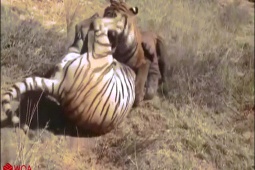 Phi thường - kỳ quặc - Video: Hổ dữ chết thảm sau cuộc chiến tranh giành lãnh thổ