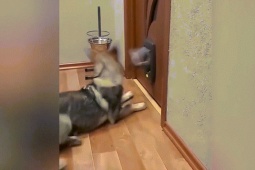 Clip hài hước - Khi "quàng thượng" dở thói giang hồ khiến chó cưng run sợ