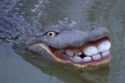 Tin vịt - Tin vịt: Dù nghỉ dài ngày nhưng riêng món... cười vẫn cứ phải là... suốt 24 giờ