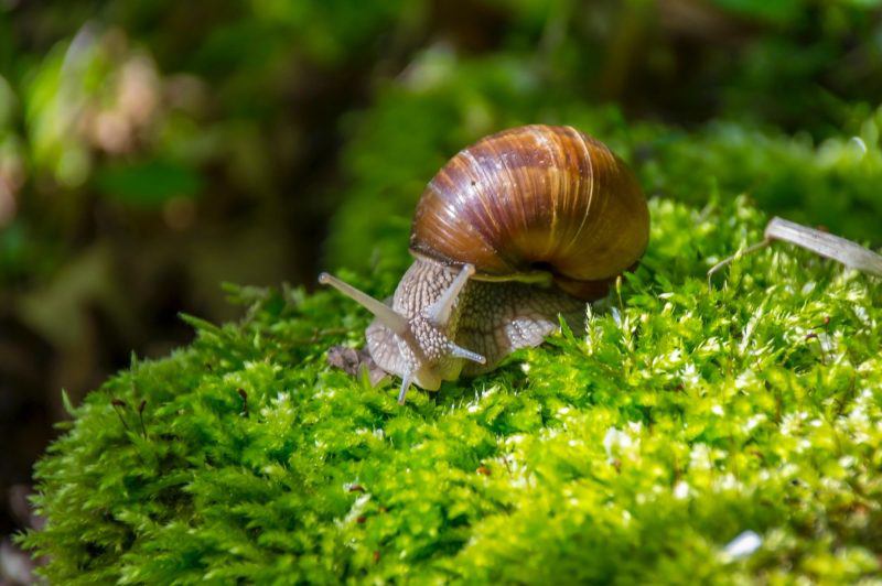 Phái mạnh có thể thử dưỡng da bằng... ốc sên sẽ trẻ đẹp bất ngờ - 2